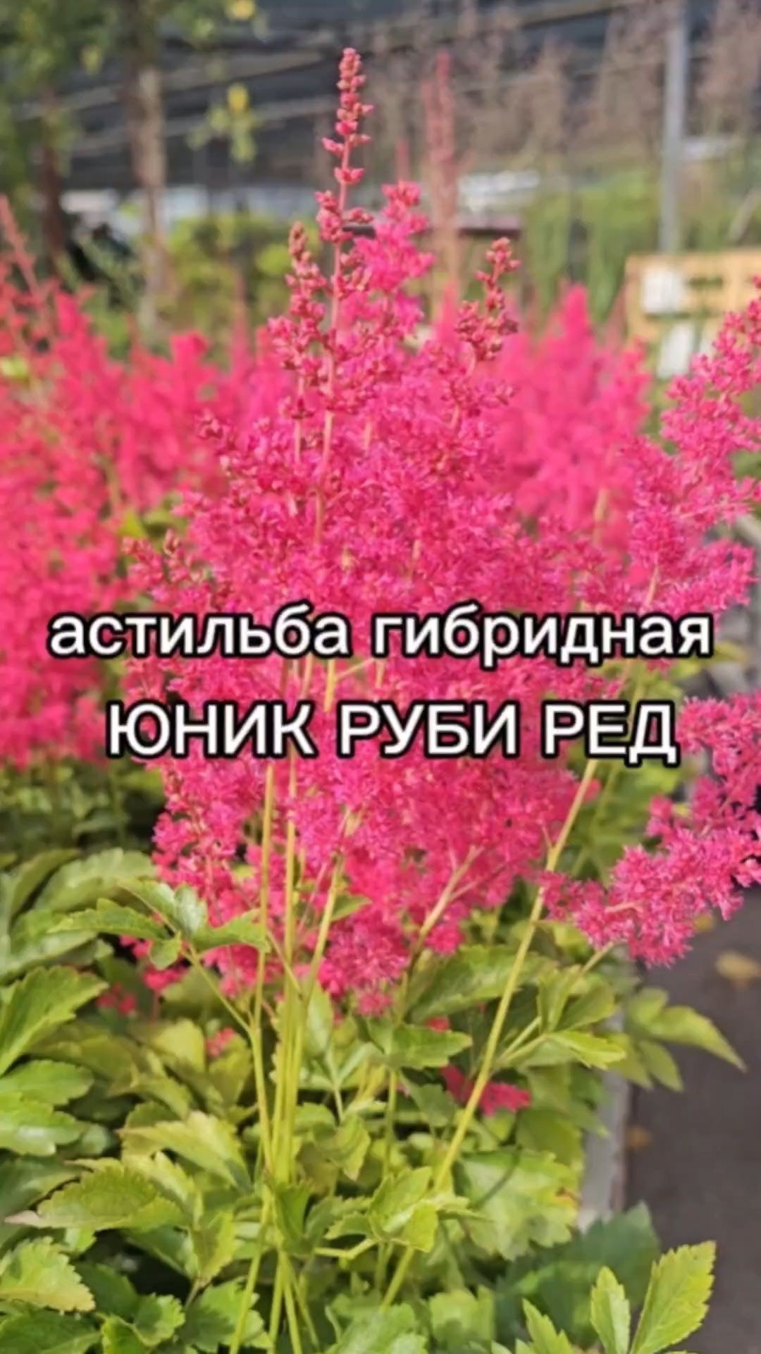 Многолетник для озеленения сада. Идеально подойдет для влажных и полутенистых участков.
