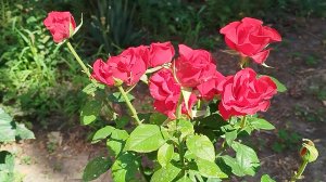 05-08-2026//Вяжу и наслаждаюсь 🤗
