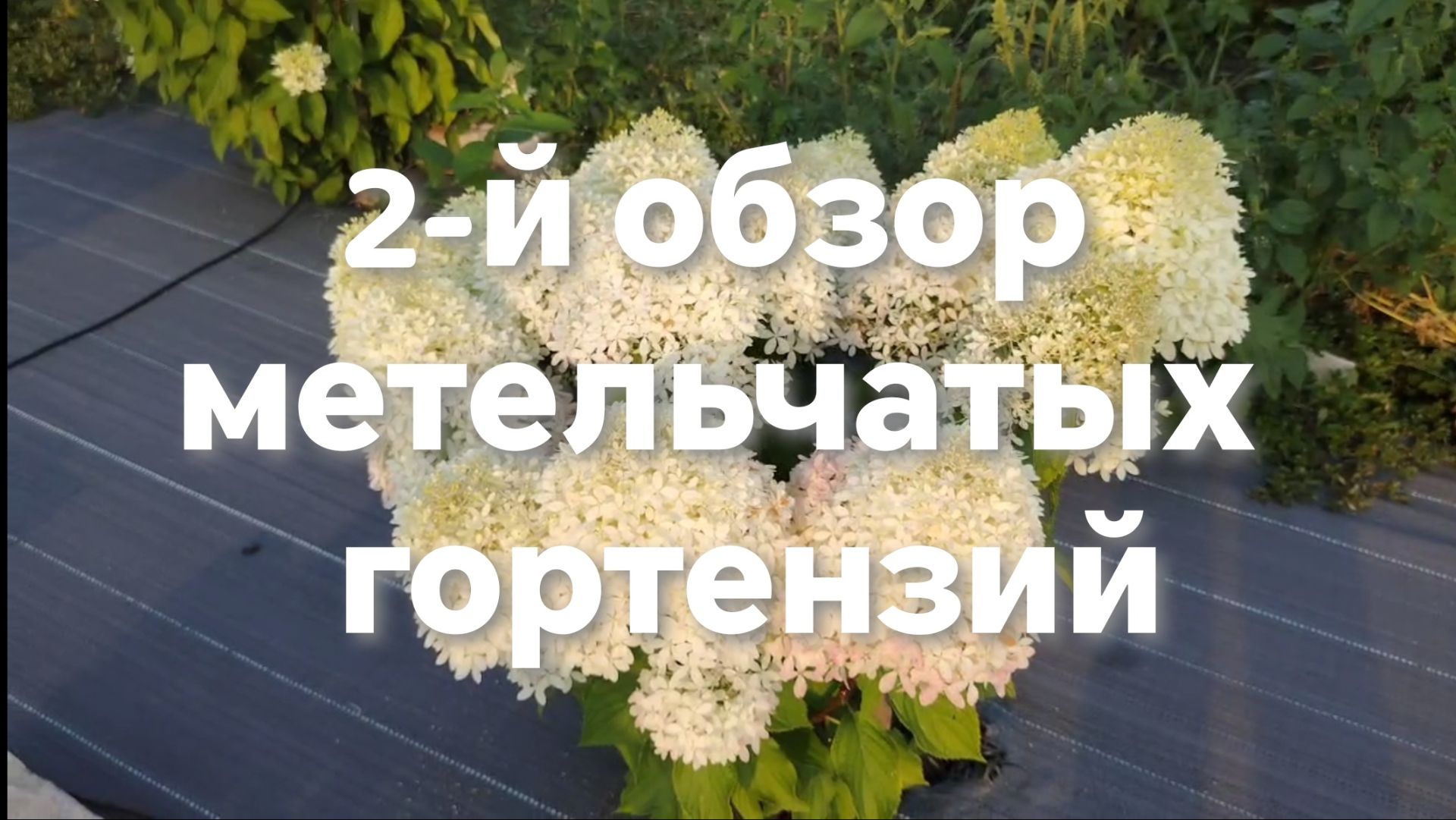 2-й обзор метельчатых гортензий. Металлика. Пиксио и многое другое.
