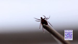 Вторую волну клещевой активности фиксируют в Вологодской области