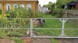 Забор у мамы. Часть 4 заключительная.