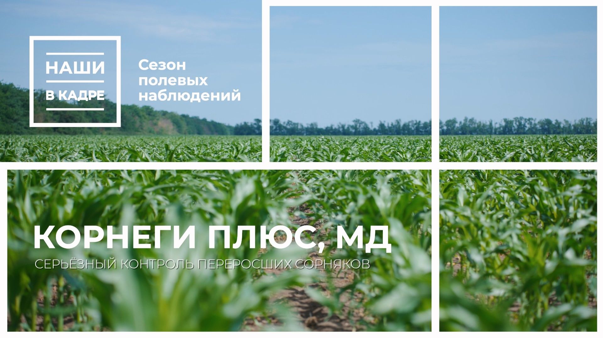 Гербицидная защита кукурузы: Корнеги Плюс, МД