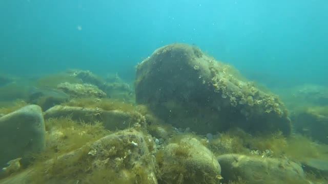 Жизнь на дне Черного моря в Крыму Подводные съемки Отдых на море