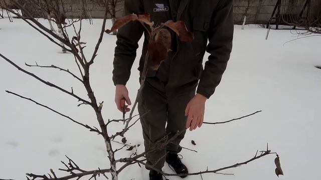 Яблоня