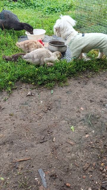 Луша завтракает ,Самурай нервничает.