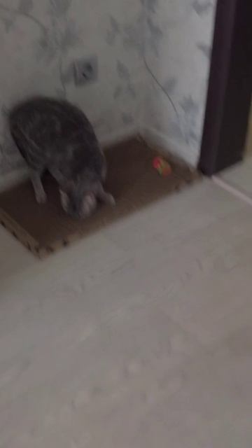 Пользуются когтеточкой с удовольствием!❤️