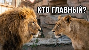 Львы Шерхан и Кияра решают, кто в их семье будет самым главным