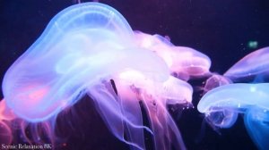 Life of the Ocean