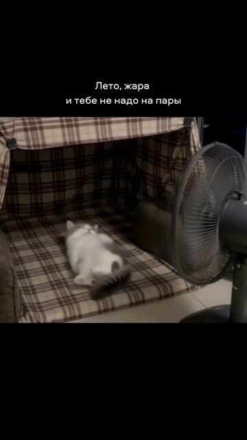 Как ощущается лето 2026 😎