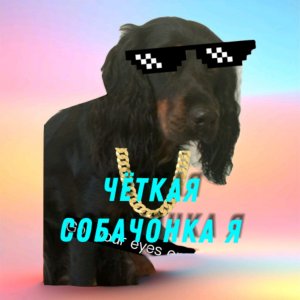 Собака не ела два дня! Голодная?