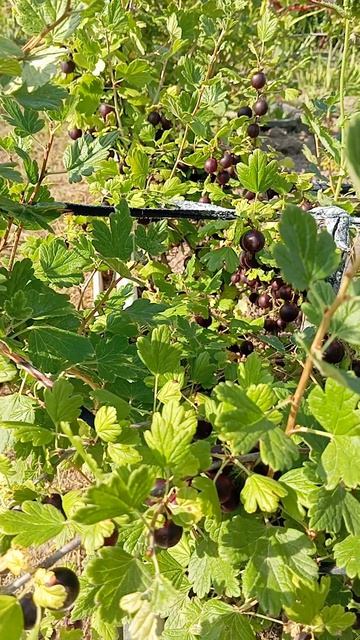 Крыжовник Командор.26