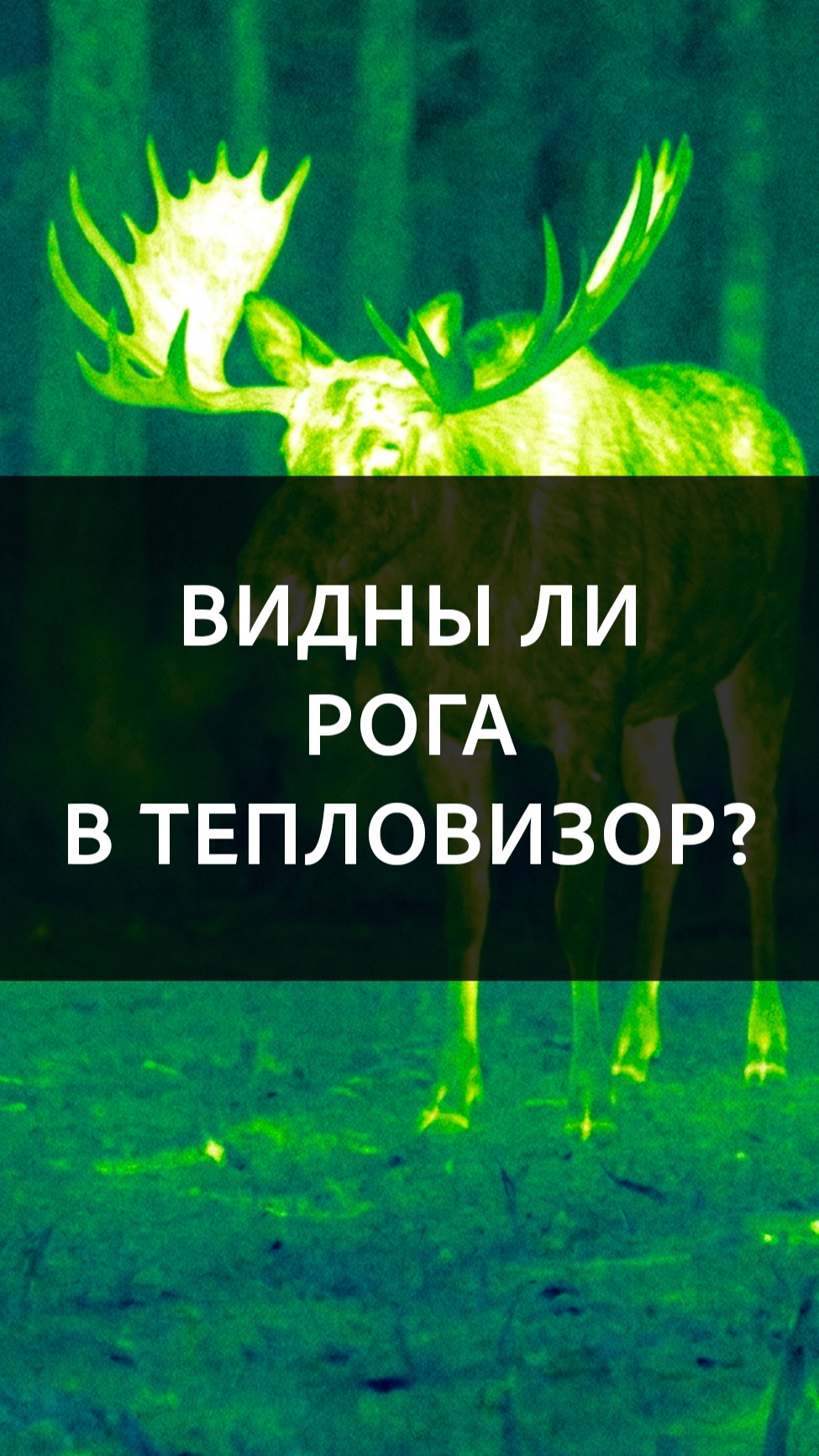 Рога в тепловизоре