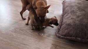 Ох и ДЕТВОРА 🐶 Маленькие ПИКСИКИ 🐶