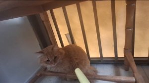 Интервью с КОТАМИ!!🐱 Котик Кекс и его мама Василиса