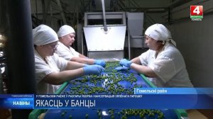 От поля до банки - меньше часа_ в Гомельском районе идет уборка и консервация зеленого горошка
