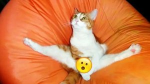 СМЕШНЫЕ КОТЫ | ЛУЧШИЕ ПРИКОЛЫ С КОТАМИ, СОБАКАМИ, КОШКИ, СОБАКИ, ЖИВОТНЫЕ, СМЕШНОЕ ВИДЕО