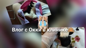 Влог с клиники с Окки🐣