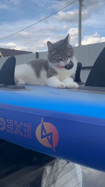 Кошкин