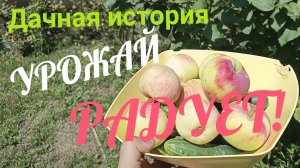 ДАЧНАЯ ИСТОРИЯ ! УРОЖАЙ РАДУЕТ! РАБОТАЕМ В ПРАЗДНИКИ!