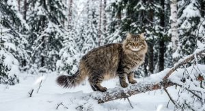 Сибирская кошка | Русский богатырь с пушистым хвостом