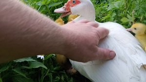 Утиные ясельки 🐣🐥