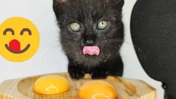 Черный котенок по имени Гав  ест яичный желток АСМР