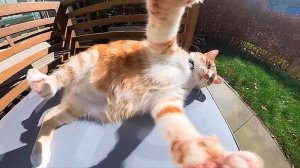 СМЕШНЫЕ КОТЫ | ЛУЧШИЕ ПРИКОЛЫ С КОТАМИ, СОБАКАМИ, КОШКИ, СОБАКИ, ЖИВОТНЫЕ, СМЕШНОЕ ВИДЕО