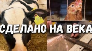 Водосгон своими руками для коровника. КРС коровы быки.