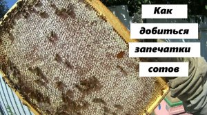 Как добиться полной запечатки рамок с мёдом.