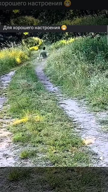 Наши питомцы и хорошее настроение неразлучно