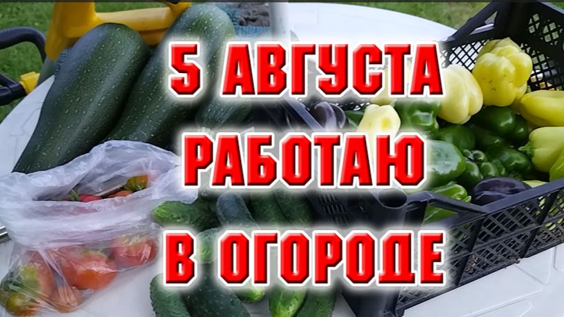 5 августа. Работаю в огороде