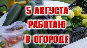 5 августа. Работаю в огороде