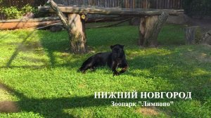 Нижний Новгород  02 августа 2026 года  Зоопарк «Лимпопо»  (next)