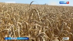 На Ставрополье идет к завершению уборка зерновых