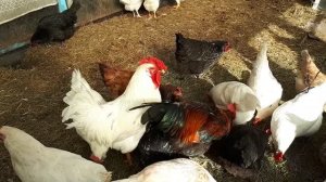Курочки.
