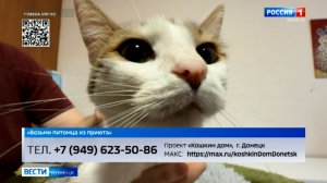 Возьми питомца из приюта. Мерседес
