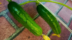 Огород на подоконнике🥒🥒Огурчики радуют!