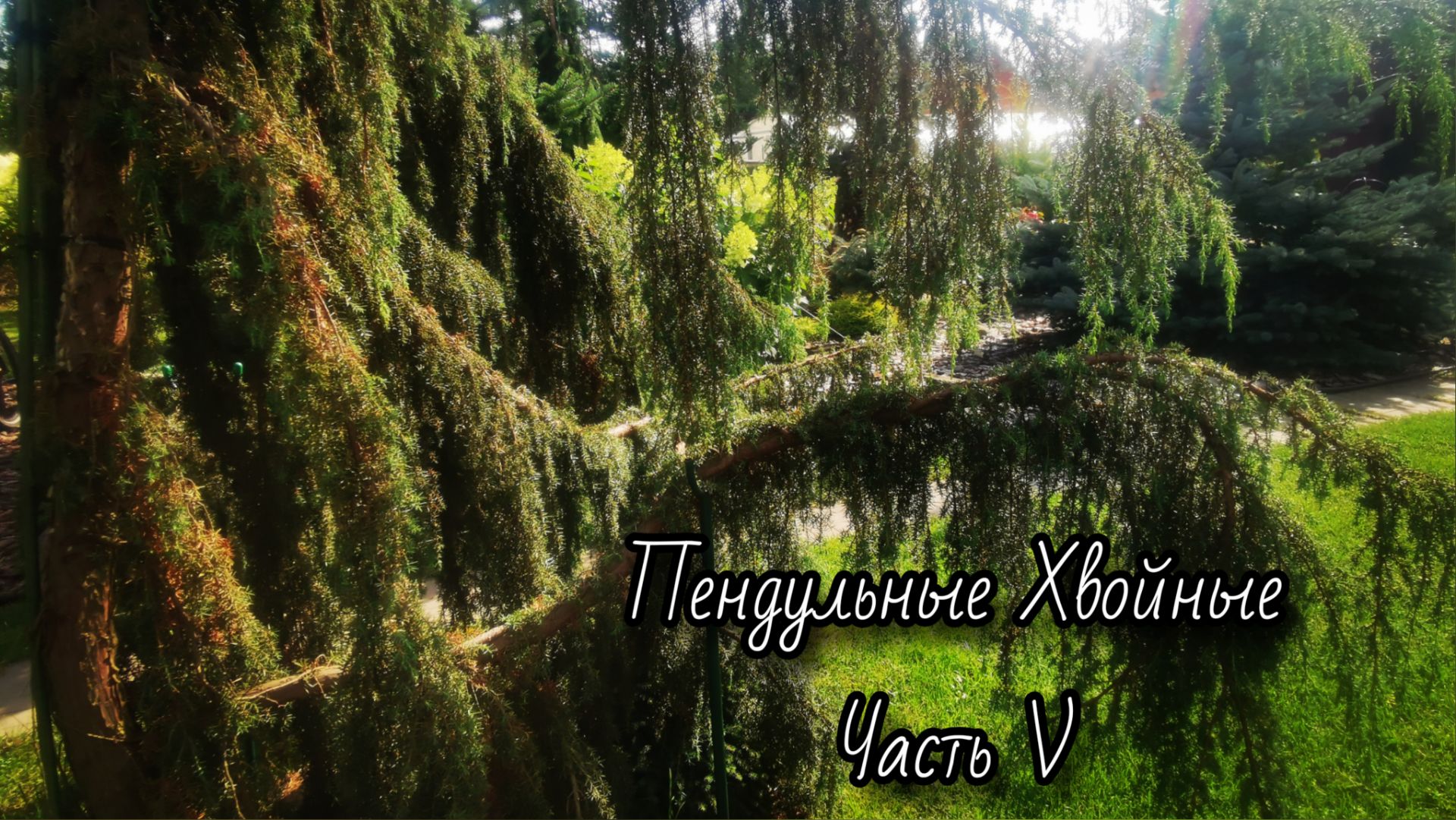 Коллекция Пендульных Хвойных🔥Часть V 🌲 5-6.08.26 #сад #хвойные #garden #дача