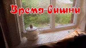 Время вишни дневник