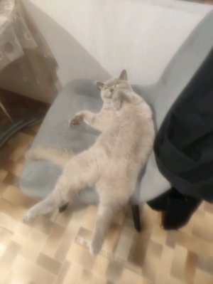 играем в симулятор беспилотника GTA v