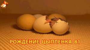Вылупление цыпленка из яйца в инкубаторе версия 81