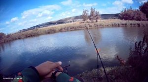 Сегодня порыбачил на Пикер🎣 Прикормка Жмых-Дробленка. Наживка навозный червь, опарыш, перловка.
