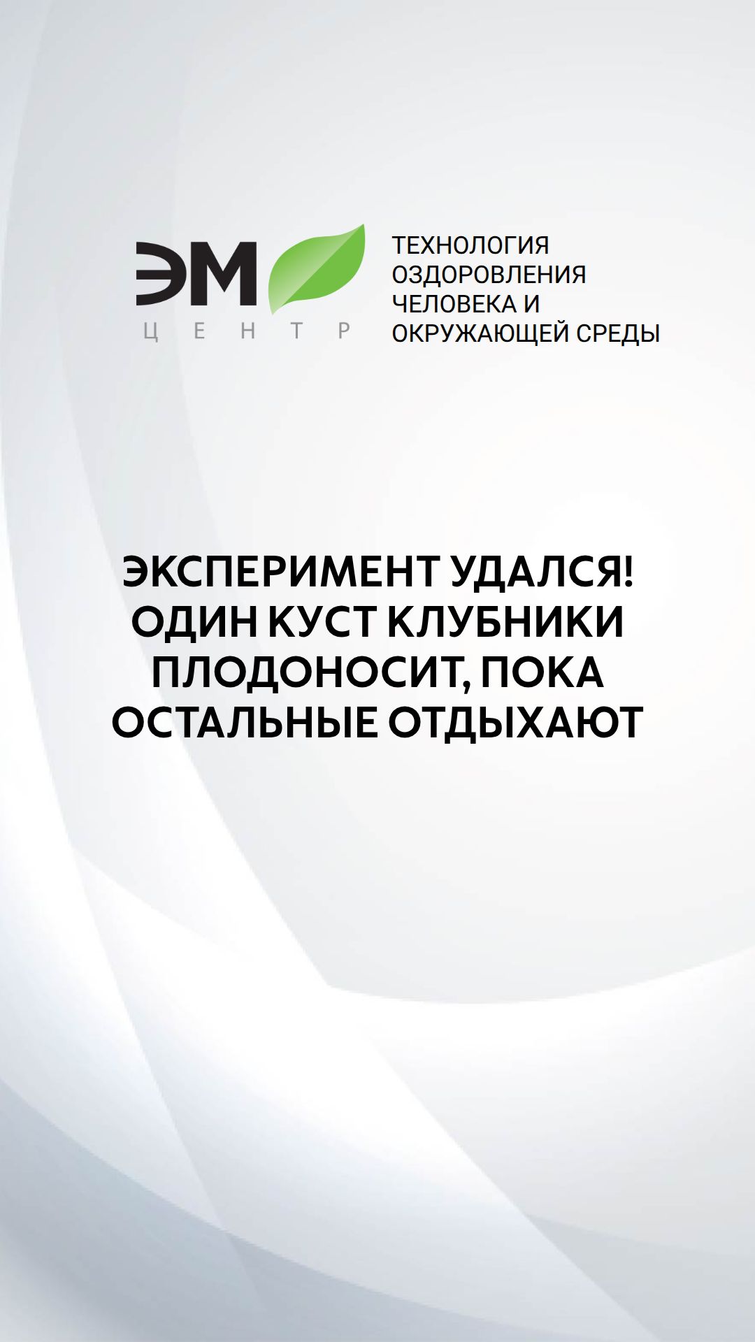 ЭКСПЕРИМЕНТ УДАЛСЯ! Один куст клубники плодоносит, пока остальные отдыхают