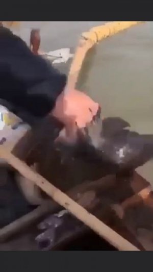 И удочки можно не брать 😀