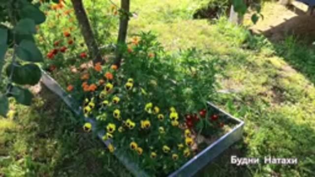 Август. Арбузы. Дыни. Огурцы🍉🍈🌽🥒 . Картошка😂🥔 Кукуруза без рассады в Подмосковье 😅