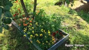 Август. Арбузы. Дыни. Огурцы🍉🍈🌽🥒 . Картошка😂🥔 Кукуруза без рассады в Подмосковье 😅