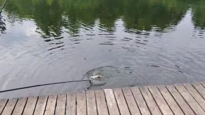 Карпуша клюёт