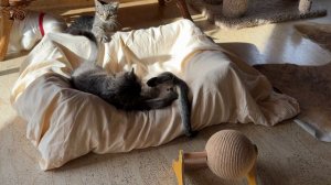 Дневник котят Барсика «Новая игрушка» 06-08-2026