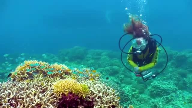 Океан Музыка Релакс Dreamlike Deep Ocean Creatures