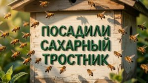 ПРИЛЕТЕЛА 4 СЕМЬЯ ПЧЕЛ. ПОСАДИЛИ ПЕРВЫЙ НЕКТАРИН. ПОСАДИЛИ САХАРНЫЙ ТРОСТНИК. 2026-06-12 ПО 13